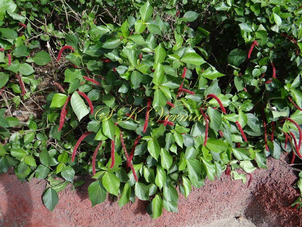  Female Plant with female inflorescences